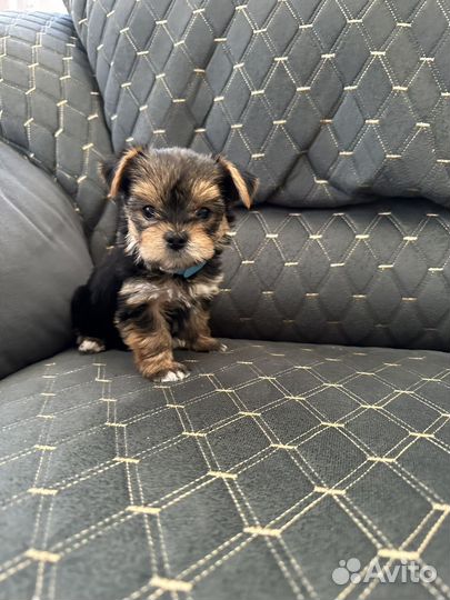Йоркширский терьер щенки