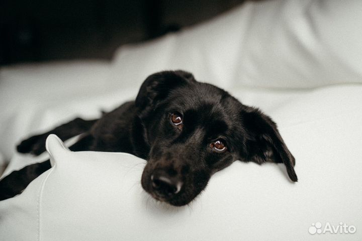 Собака в добрые руки