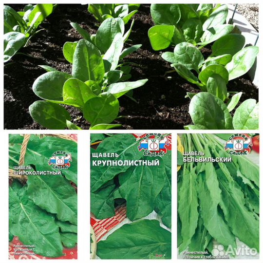 Семена Щавеля 11 сортов Бесплатная доставка