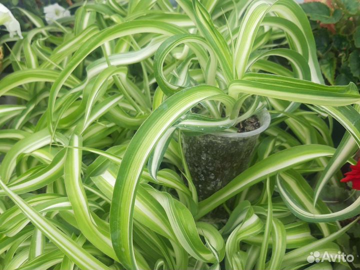 Хлорофитум кудрявый