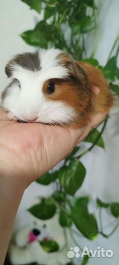 Морские свинки малыши 1 мес