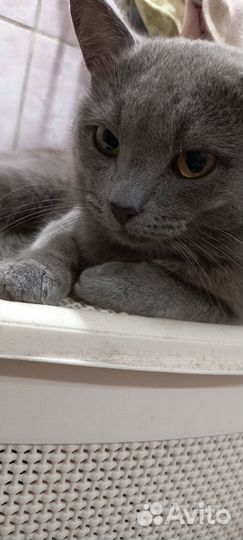 Британский кот