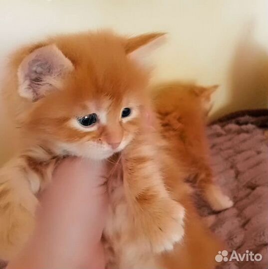 Рыжее чудо в добрые руки
