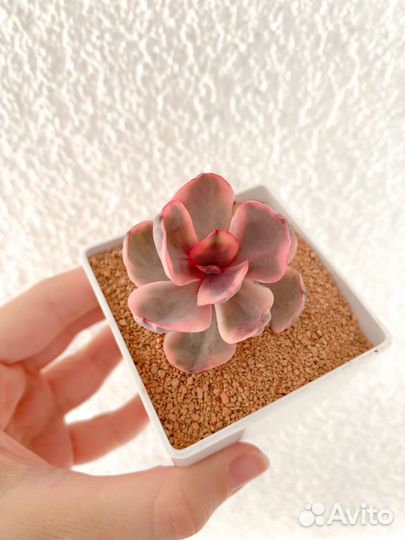 Суккуленты 1