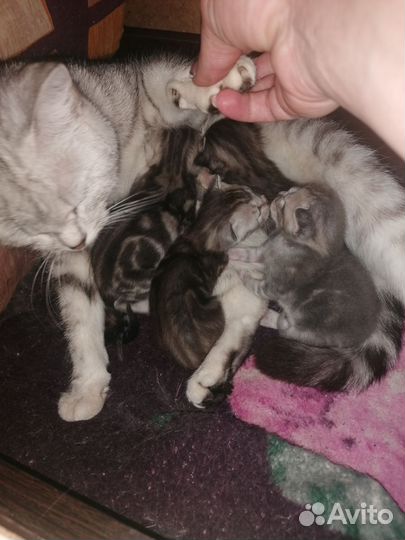 Британские котята