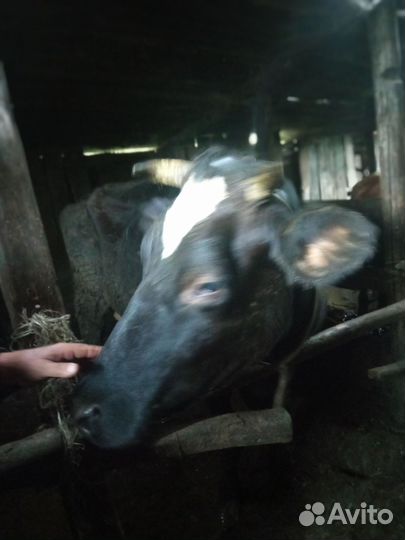 Продается дойная корова