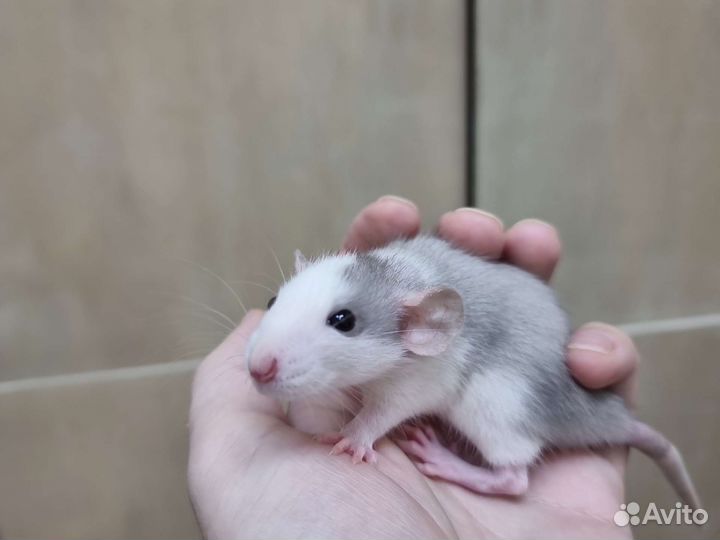 Крыса крысята дамбо хаски рекс питомник