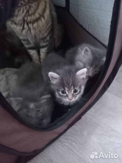 Котята майкун метисы
