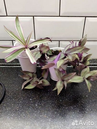 Комнатные растения цветы