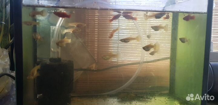 Аквариумные рыбки гуппи и меченосцы