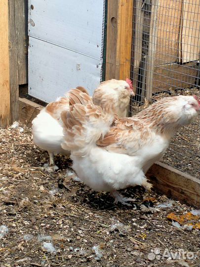 Фавероль куры