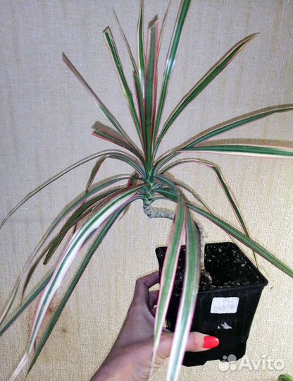 Пальма драцена