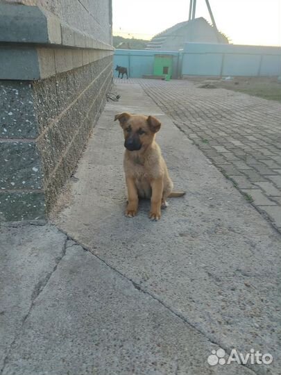 Собака в добрые руки отдам бесплатно