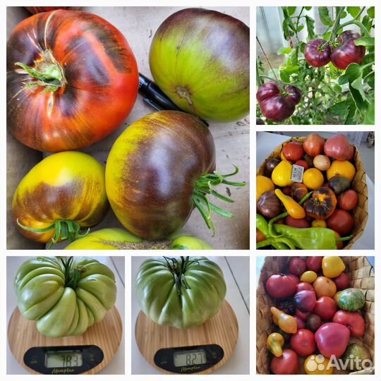 Рассада помидор и перцев Чита