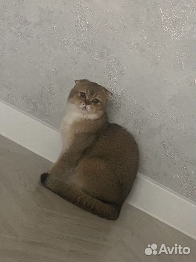 Золотая шиншилла кот