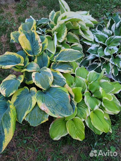 Хоста растение гигант