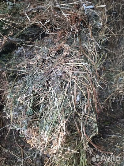 Продам сено в тюках люцерна