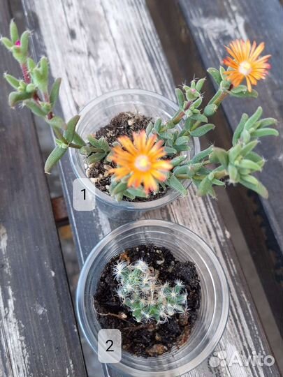 Суккуленты