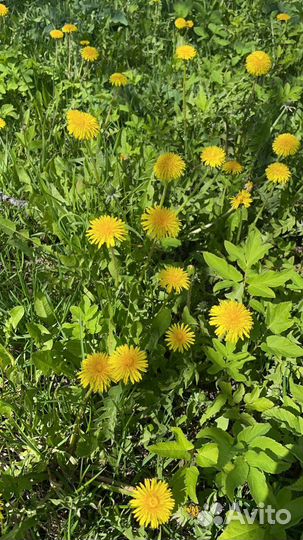 Свежая Крапива, Сныть, Чистотел, Одуванчик