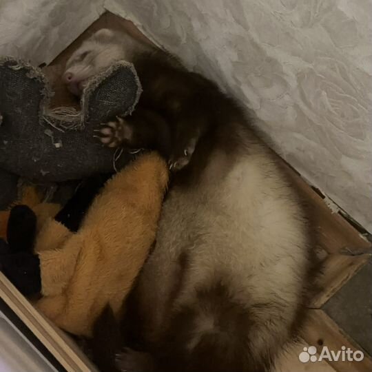 Домашний хорек