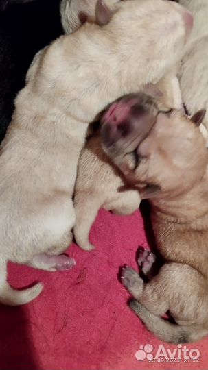 Щенки Шарпея