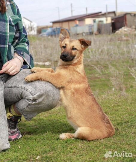 Собачка коротколапик