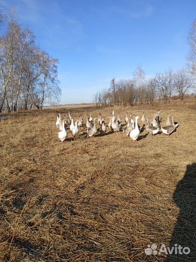 Гуси домашние