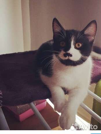 Кошки в добрые руки