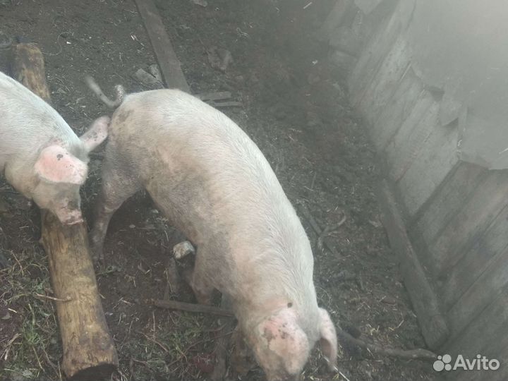 Поросенок ландрас мясистые 6 месяцев