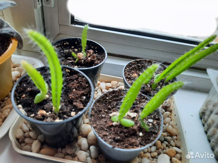 Питахайя или драконий фрукт