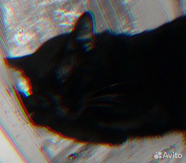 Котик в добрые руки