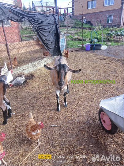 Козы дойные, козочки