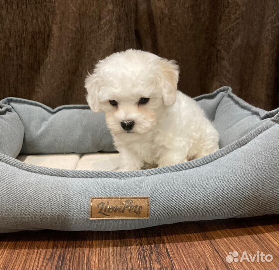 Продается щенок бишон фризе