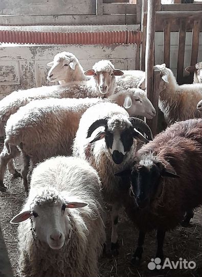 Бараны курдючной породы