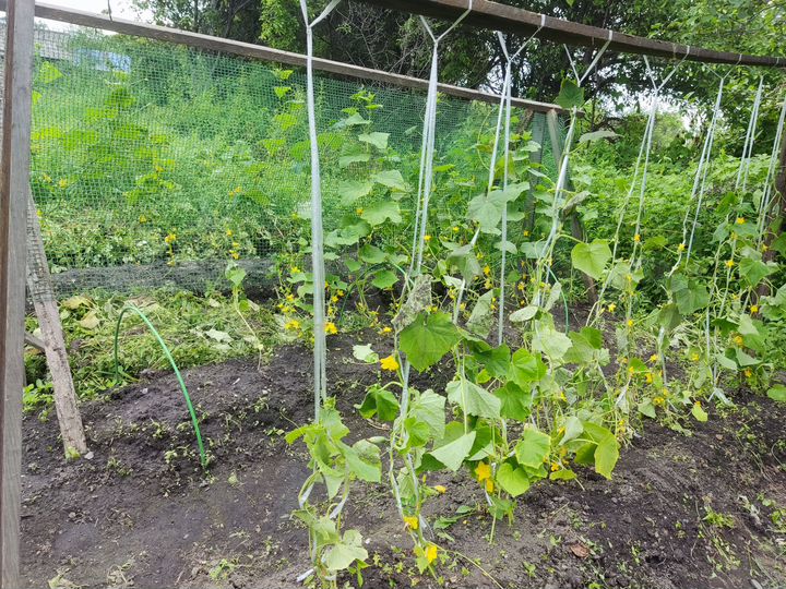 Участок 13,7 сот. (ИЖС)