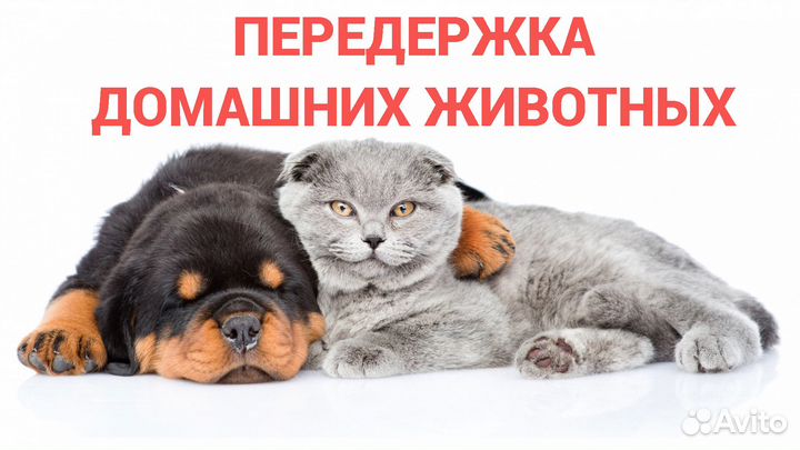 Домашняя передержка животных