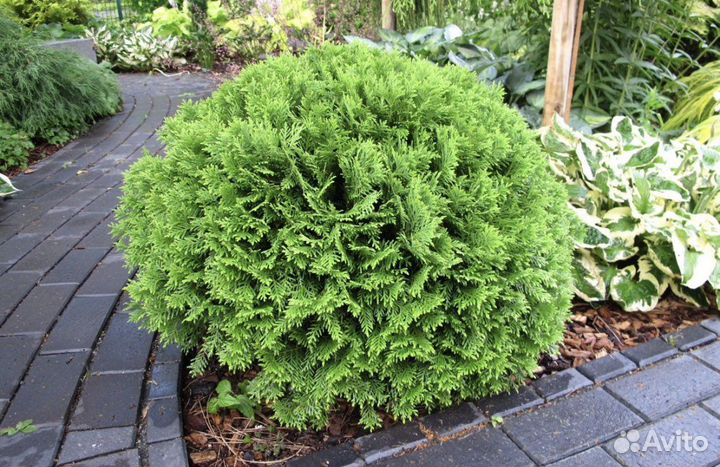 Туя шаровидная.Даника Вудварди