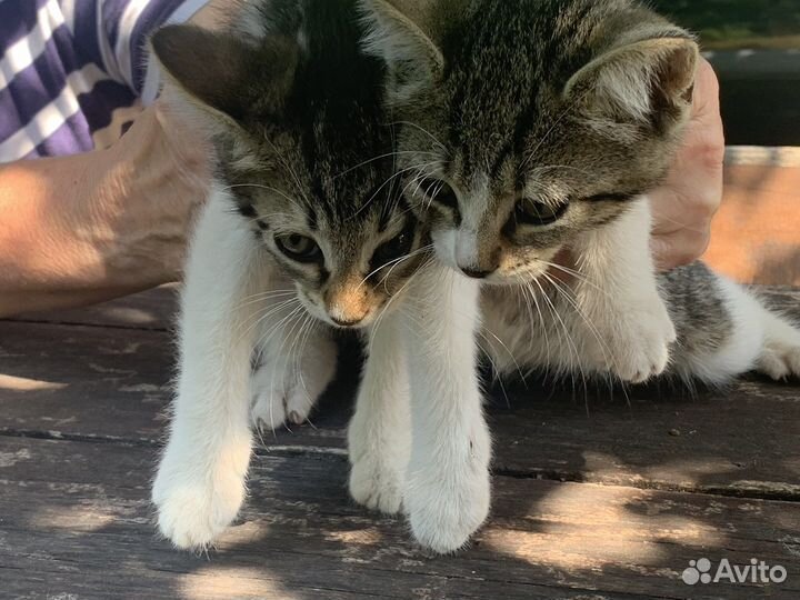 Кошки в добрые руки