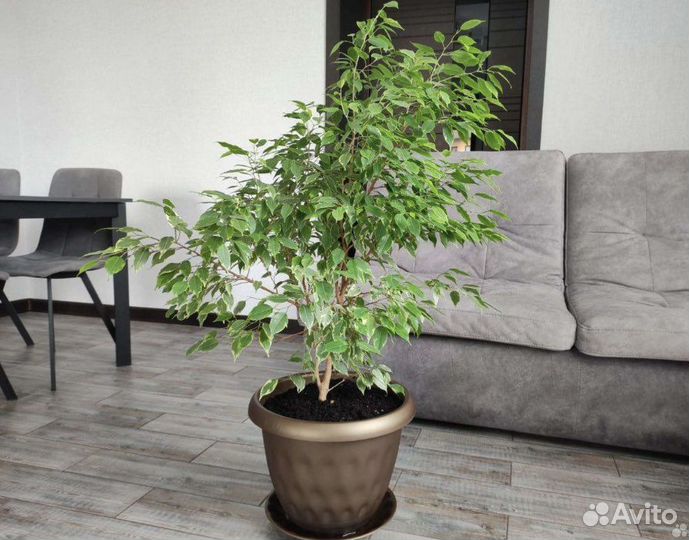 Фикусы огромный выбор, отростки