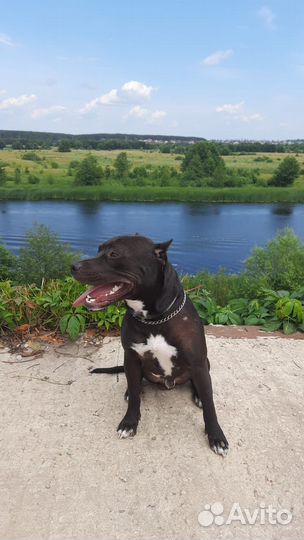 Осталась Девочка Амстафф