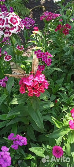 Гадание,обучение