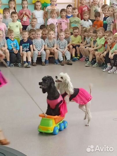 Шоу дрессированных животных и аниматоры