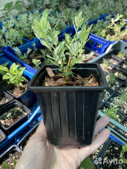 Продаю иву Хакуро Нишики Ставрополь