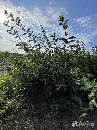 Саженцы жимолости оптом