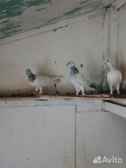 Голуби венгры