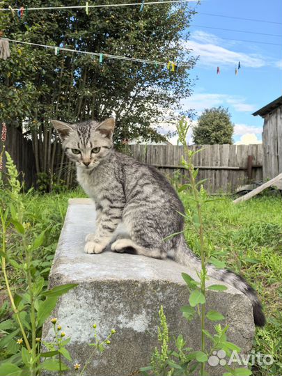 Ваш будущий друг