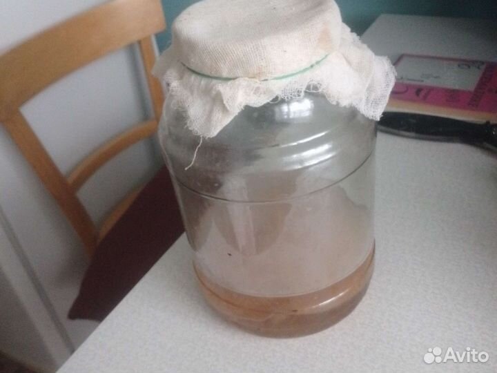 Чайный гриб