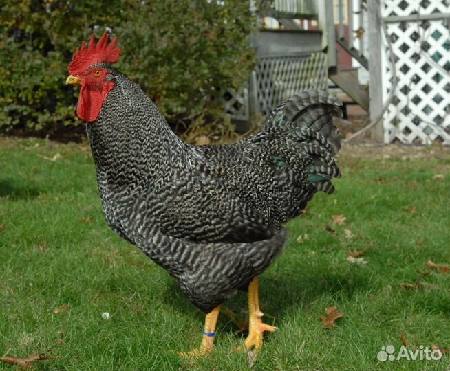 Петухи молодые на племя