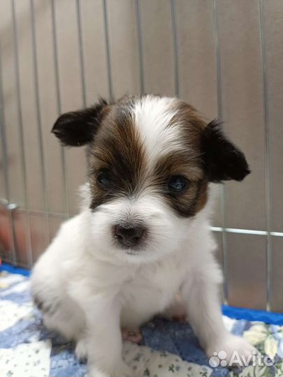 Щенки папийона