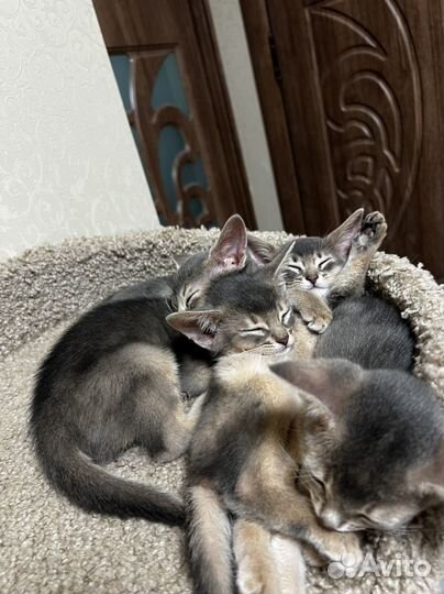 Абесинская кошка